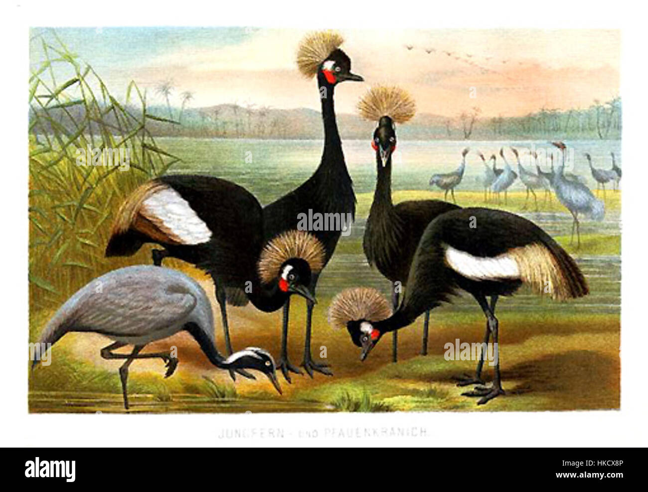 *Brehm Gruidae* ist eine botanische und zoologische Illustration der Familie der Gruidae, die verschiedene Kranarten zeigt. Das Kunstwerk hebt die Details dieser Vögel hervor und betont ihre Eleganz und ihren natürlichen Lebensraum. Stockfoto