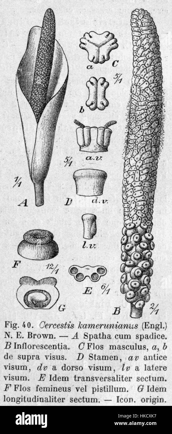 Cercestis kamerunianus DPR ist eine botanische Illustration einer Art aus Kamerun, die ihre Besonderheiten wie Blätter und Blüten zeigt. Stockfoto