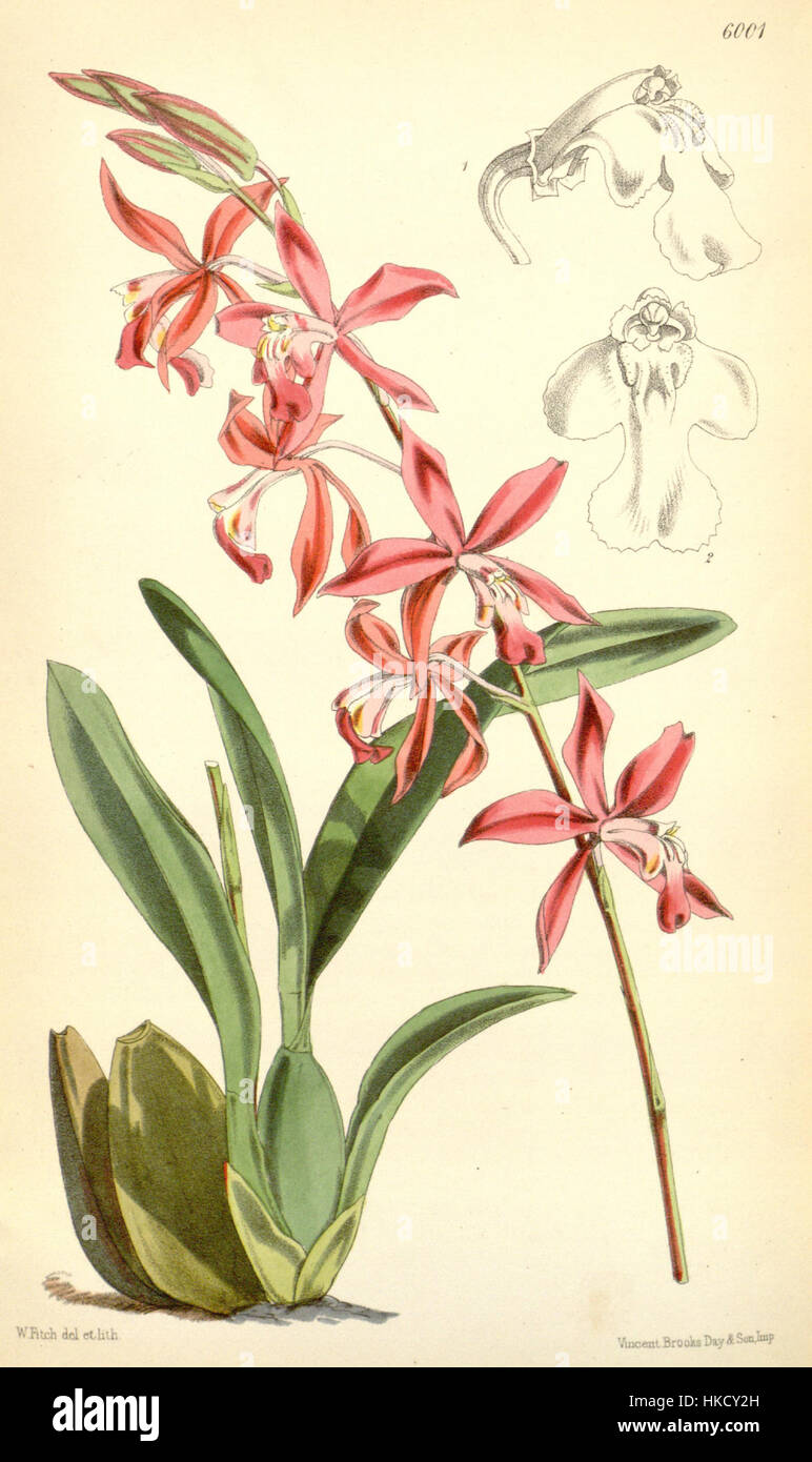 Diese botanische Illustration von Curtis (1872) zeigt *Cochlioda vulcanica* (früher *Mesospinidium vulcanicum*). Die detaillierte Arbeit zeigt die charakteristischen Merkmale der Pflanze und betont die einzigartige Struktur und die lebendige Färbung der Blüte. Stockfoto