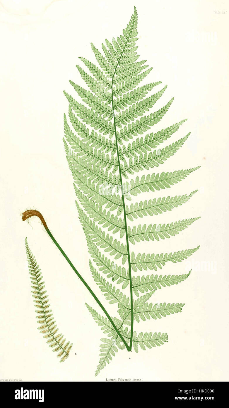 Dryopteris filix-mas, auch bekannt als männlicher Farn, ist eine Art von Farn, die in gemäßigten Regionen vorkommt. Das Exemplar Moore15 stellt eine detaillierte Untersuchung seiner Wedel und Struktur dar, die oft in botanischen Illustrationen wegen seines unverwechselbaren Aussehens und seiner Bedeutung in der Pflanzentaxonomie verwendet wird. Stockfoto