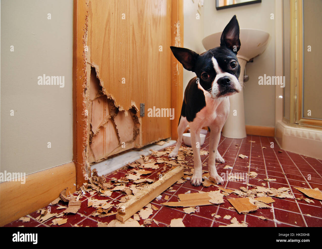 Eine kleine Boston-Terrier-Welpe kaut ein Loch in die Tür zum Bad in einem Versuch zu entkommen Stockfoto