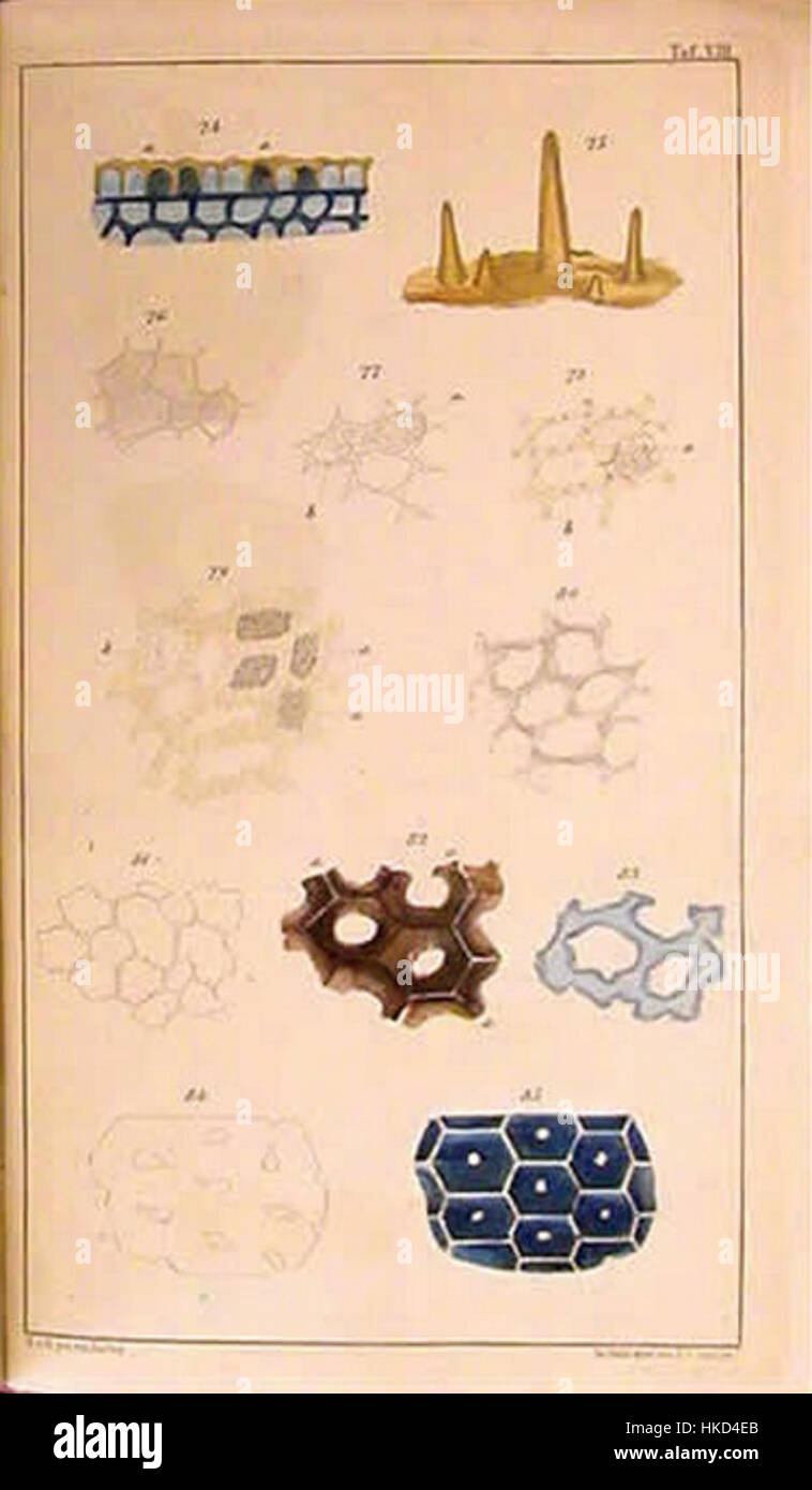 Eine Illustration aus dem Versuch einer allgemeinen physiologischen Chemie, einem historischen Werk von Justus von Liebig, das die frühe Entwicklung der Biochemie und der physiologischen Chemie darstellt. Stockfoto