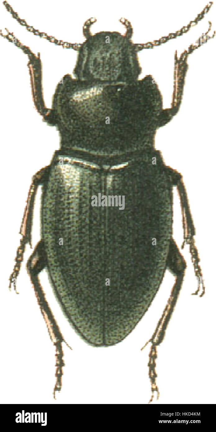 Das Bild zeigt Psammocryptus minutus, eine Spinnenart, die in sandigen Lebensräumen vorkommt. Dieses Foto hebt die kleine Größe und die charakteristischen Merkmale der Art hervor, die typisch für Sandbewohner sind. Stockfoto