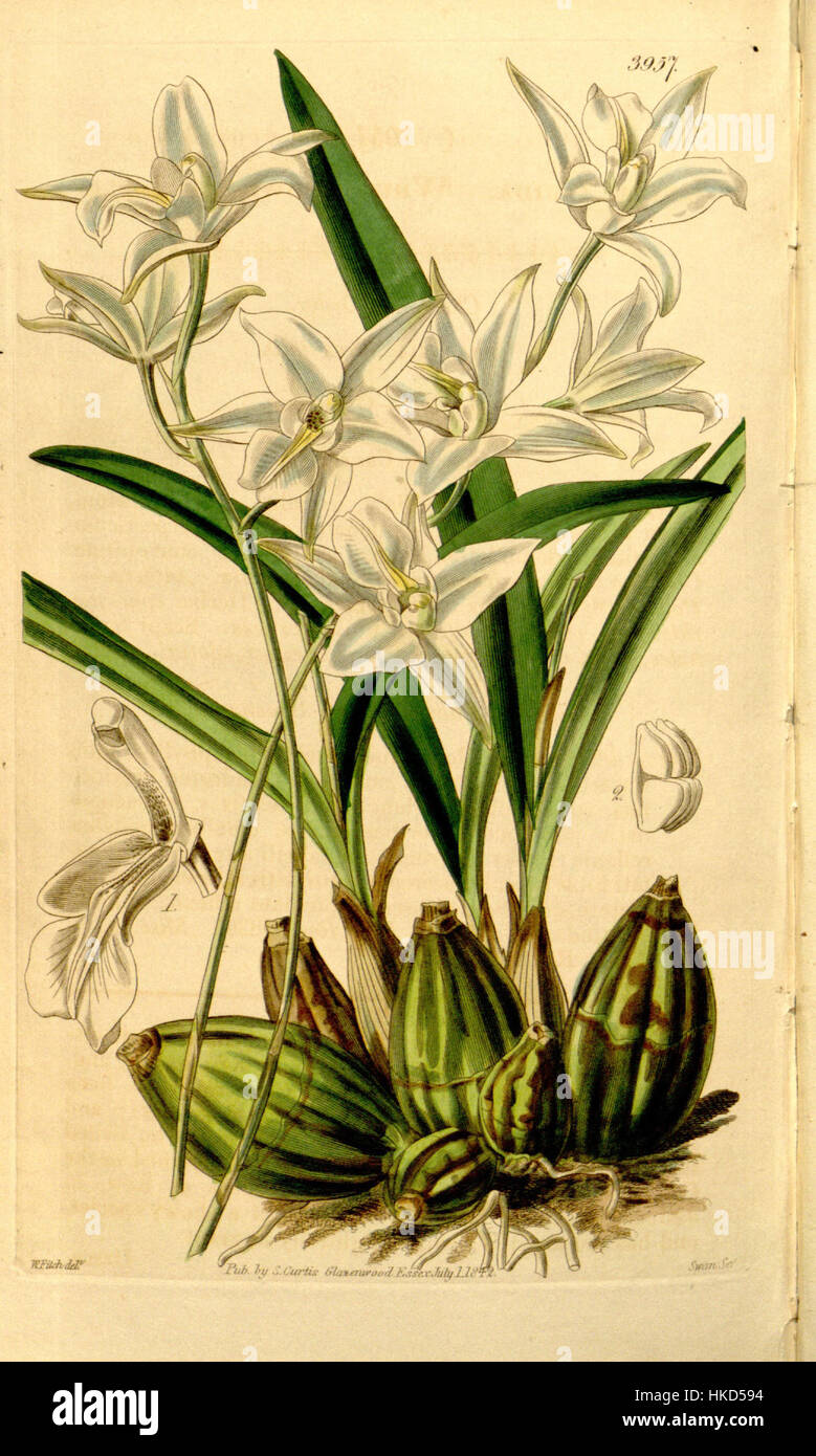 Diese botanische Illustration von Laelia albida, einer Orchideenart, wurde 1842 von Curtis geschaffen. Es zeigt die zarten Merkmale der Blume, die typisch für botanische Drucke aus dem frühen 19. Jahrhundert sind, mit detaillierten Farben und Strukturen. Stockfoto