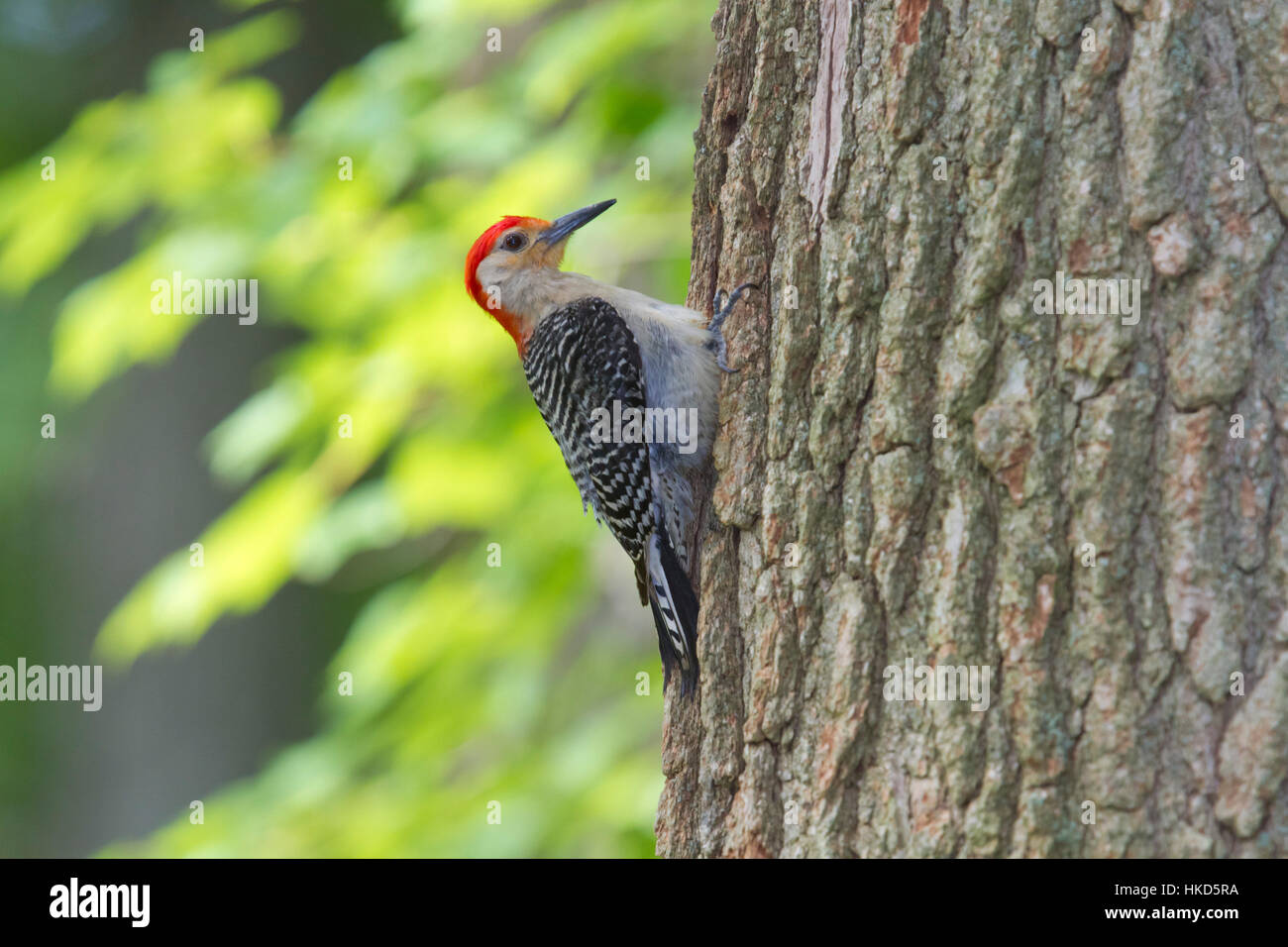 Red-bellied Woodpecker Stockfoto