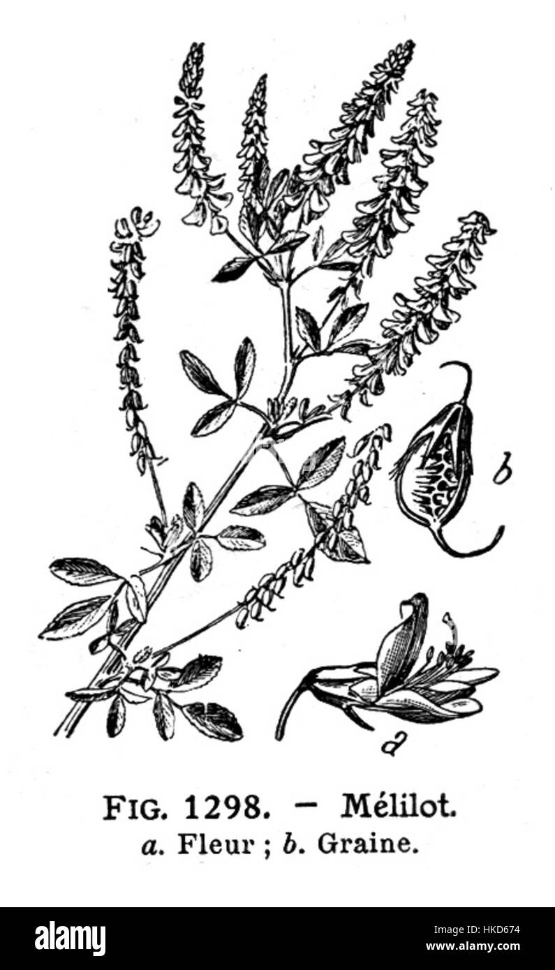 Meliot Larousses medizinische Kunst spiegelt seine detaillierte Untersuchung der menschlichen Anatomie und medizinischen Praxis während des 19. Jahrhunderts wider und verbindet wissenschaftliche Beobachtung mit künstlerischen Fähigkeiten. Stockfoto