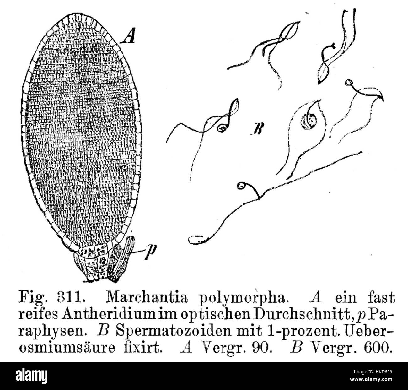 Diese botanische Illustration von Strasburger aus dem Jahr 1900 zeigt *Marchantia polymorpha*, eine Art von Leberwurz, die sich auf ihre Fortpflanzungsorgane konzentriert und für botanische Studien wichtig ist. Stockfoto