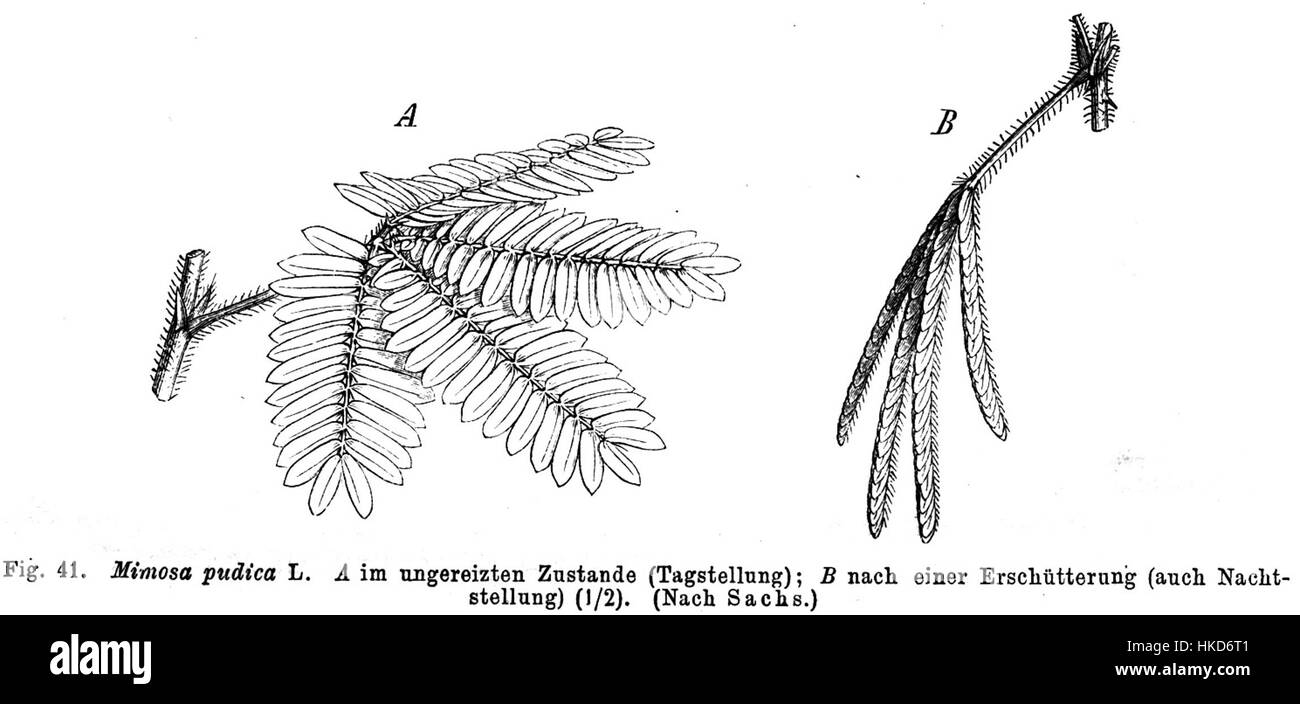 Mimosa pudica Taub41 ist eine künstlerische Darstellung der empfindlichen Pflanze, die für ihre schnelle Reaktion auf Reize bekannt ist. Dieses botanische Kunstwerk unterstreicht seine delikate Natur und wissenschaftliche Bedeutung. Stockfoto