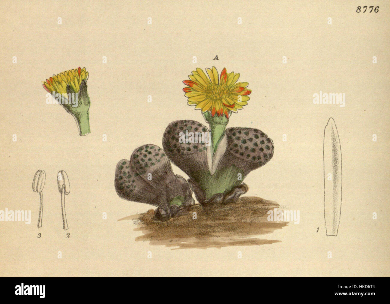 Eine Illustration von *Mesembryanthemum fulviceps*, die seine unverwechselbare Blütenform und Merkmale in botanischem Stil darstellt. Stockfoto