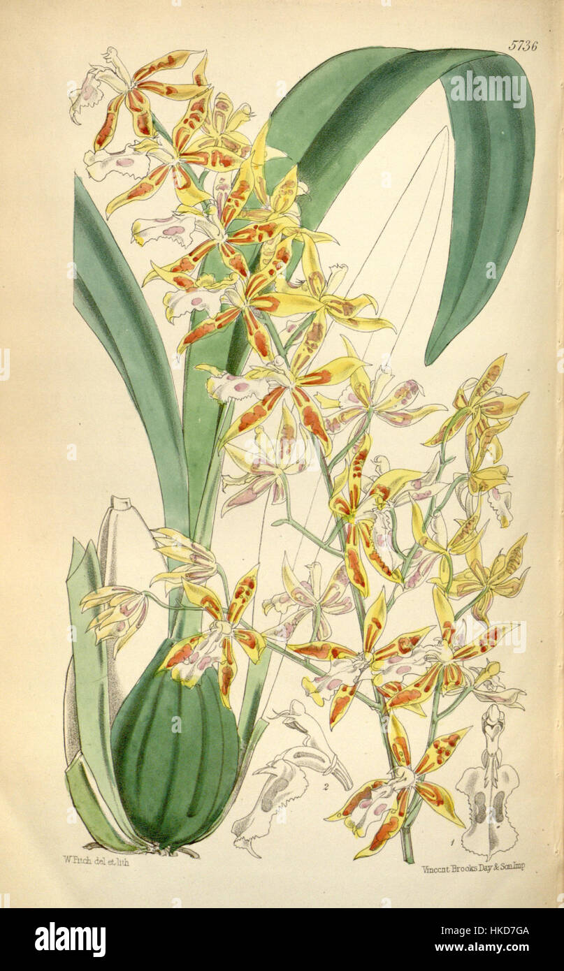 Ein botanisches Gemälde der Orchidee Odontoglossum constrictum, das ihre zarte Struktur und leuchtende Farben hervorhebt. Stockfoto