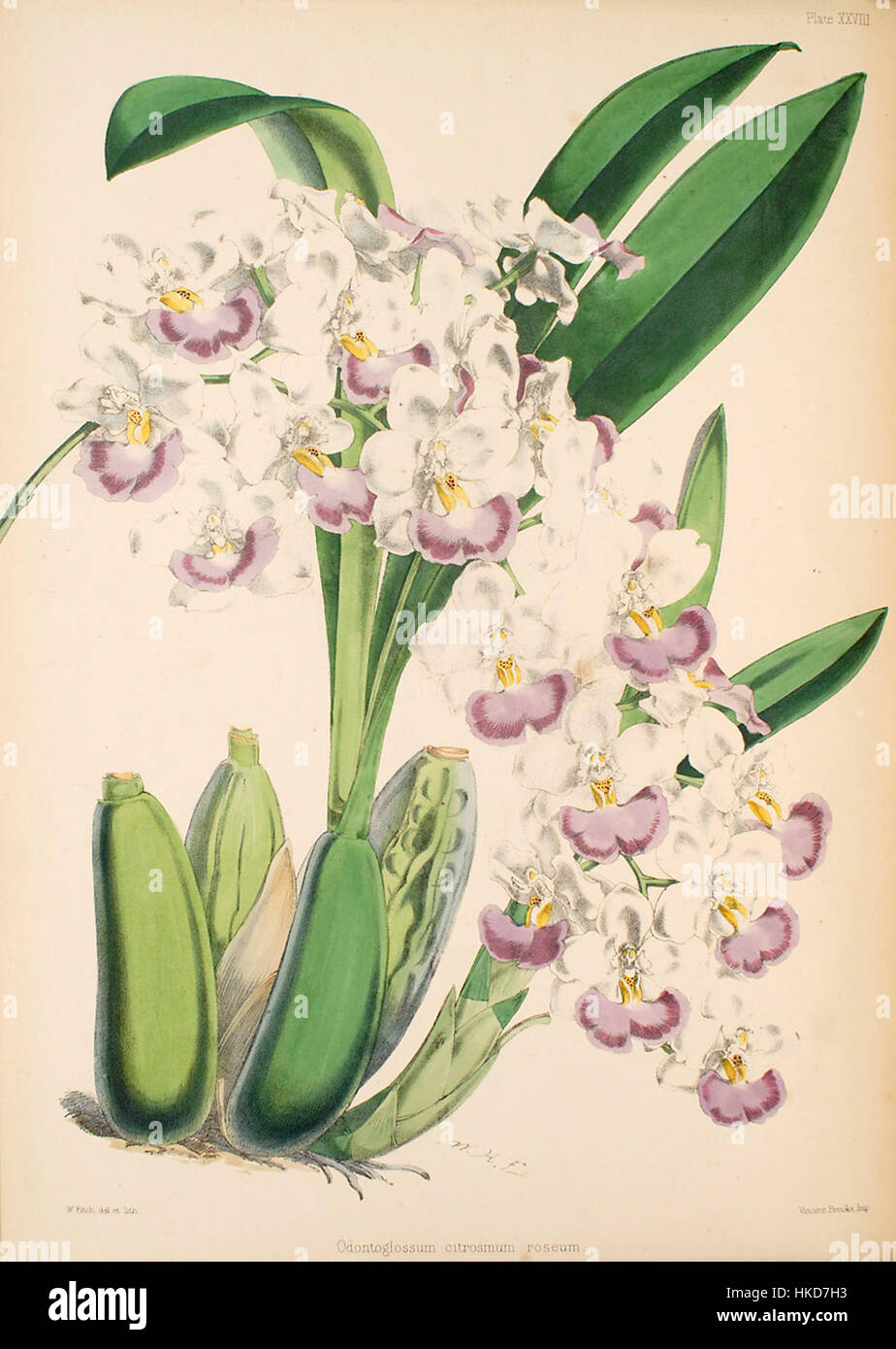 *Odontoglossum pendulum* (Cuitlauzina pendula) ist eine Orchideenart, die für ihr unverwechselbares Aussehen bekannt ist. Oft in botanischen Illustrationen aus dem 19. Jahrhundert dargestellt, ist diese Pflanze Teil der reichen Vielfalt der Orchideenarten, die Naturforscher dieser Zeit faszinierte. Die zarten Blüten und die markante Form sind ein wesentliches Merkmal dieser botanischen Kunst. Stockfoto