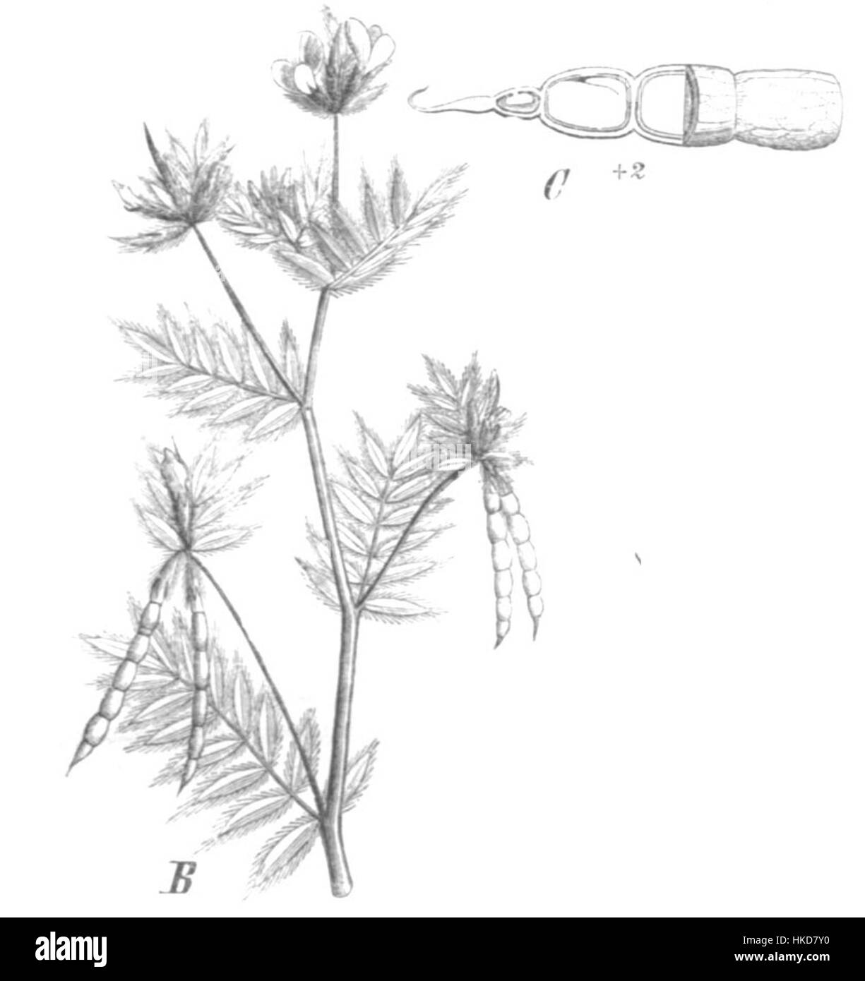 Ein botanisches Gemälde mit Ornithopus sativus, einer Leguminosenart. Das Kunstwerk hebt die Struktur und natürliche Schönheit der Pflanze hervor und betont ihre zarten Blüten und Blätter. Stockfoto