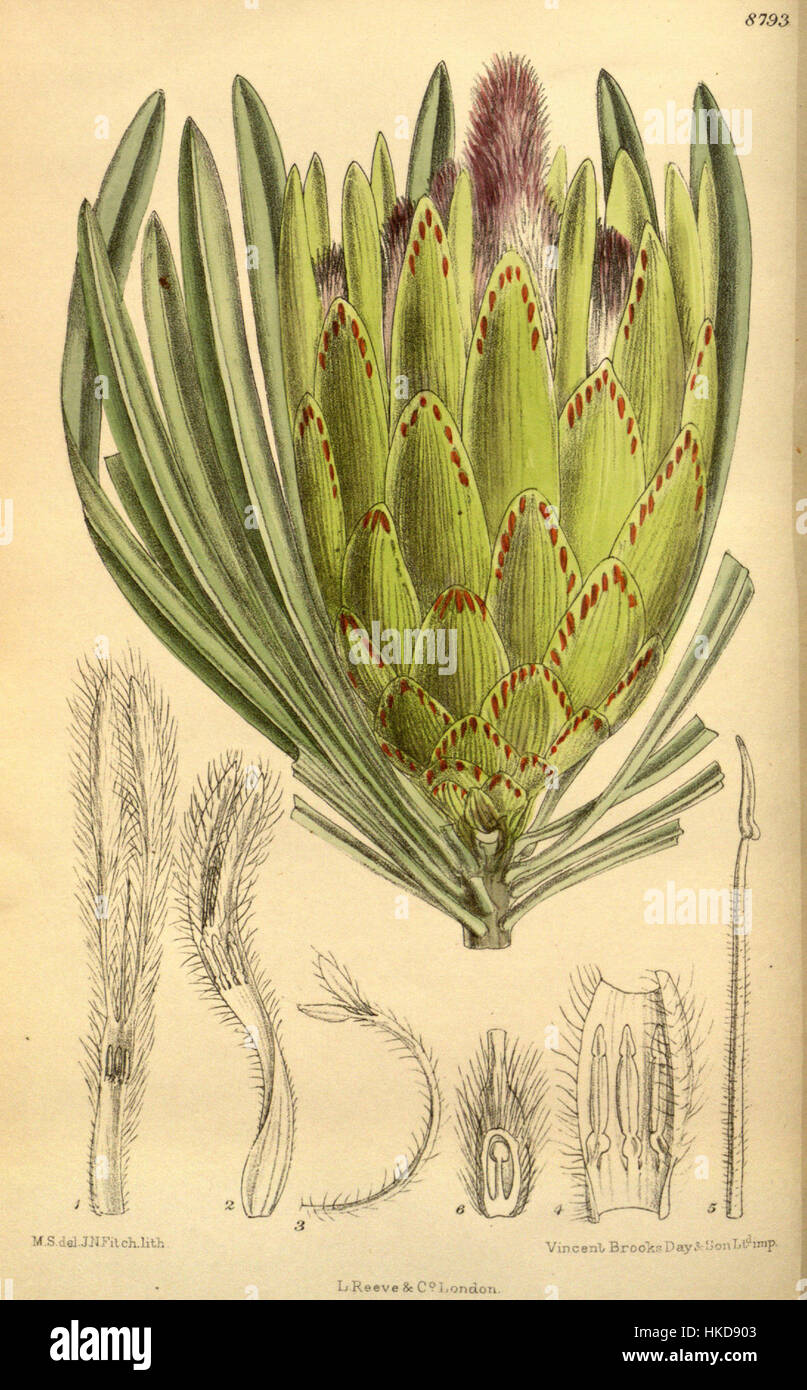 Eine botanische Illustration von *Protea longifolia* mit Schwerpunkt auf der einzigartigen Blütenstruktur und den detaillierten botanischen Merkmalen der Pflanze. Stockfoto