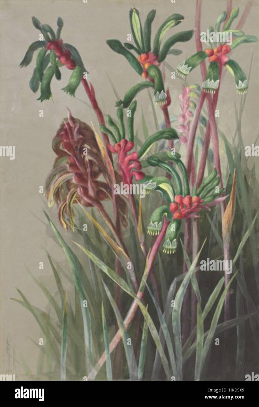 Diese botanische Illustration zeigt *Anigozanthos manglesii*, allgemein bekannt als die rote und grüne Kängurupfote des Westaustralischen. Die lebendigen Blüten sind in Australien beheimatet und werden in komplizierten Details gezeigt, um ihre einzigartige Form und Färbung hervorzuheben. Stockfoto