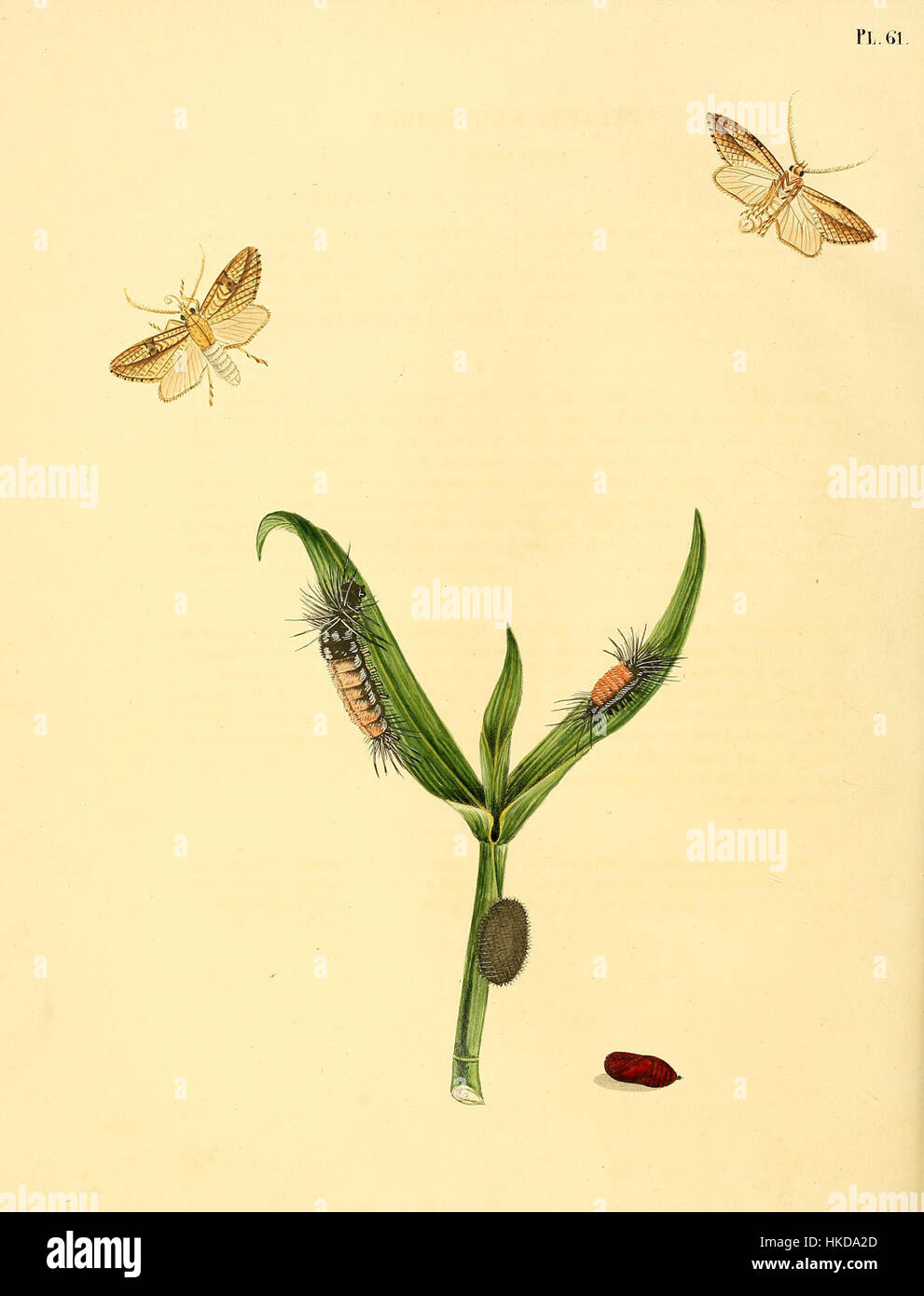 Diese botanische Illustration zeigt die surinamische Schmetterlingsart Phalaena rhomboidea, wie sie in Sepps Buch über surinamische Schmetterlinge aus dem 18. Jahrhundert beschrieben wird. Die detaillierte Platte hebt die empfindlichen Merkmale der Art hervor. Stockfoto