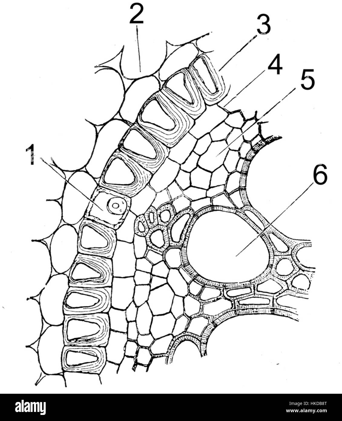 Dieses botanische Gemälde zeigt die tertiäre Endodermis von *Iris florentina* und zeigt die komplizierte Pflanzenstruktur und die feinen Details. Das Werk hebt die Schönheit der Pflanzenanatomie und der botanischen Kunst hervor. Stockfoto