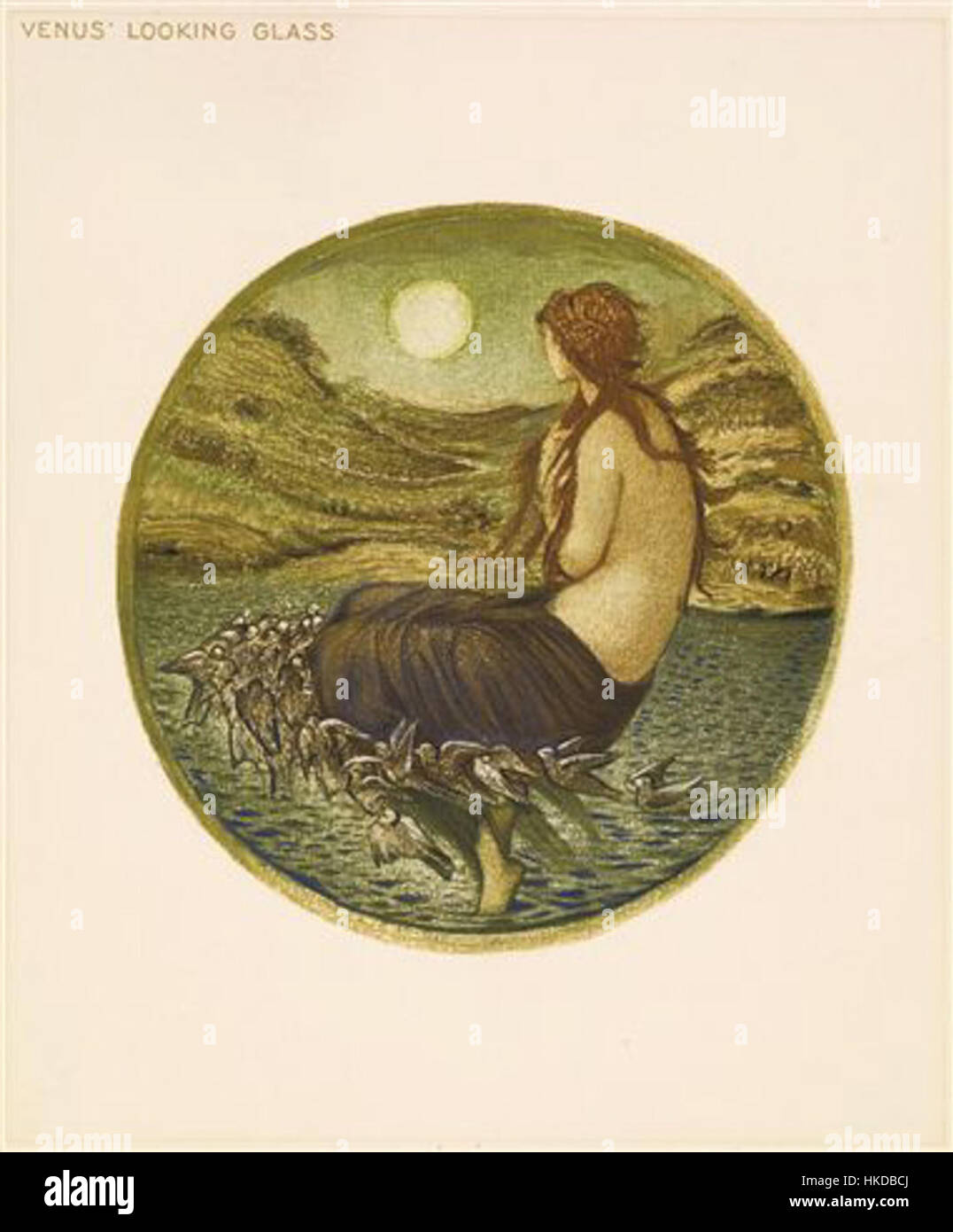 „Venus“ Looking Glass“ ist eine botanische Illustration aus dem „Blumenbuch“. Das Kunstwerk fängt die komplizierten Details der aussehenden Glaspflanze der Venus ein und zeigt botanische Kunst mit zarten floralen Details. Stockfoto