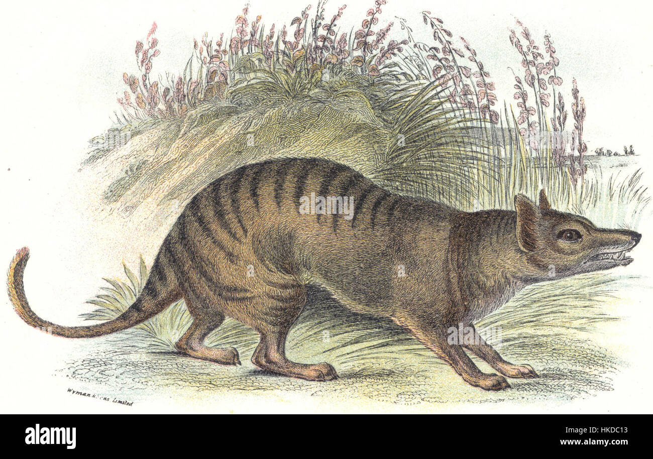 Dieser Druck zeigt das Tylacin, auch bekannt als Tasmanischer Tiger, ein inzwischen ausgestorbenes Beuteltier aus Tasmanien. Das Muster unterstreicht die Besonderheiten des Tieres, wie den gestreiften Mantel und die elegante Ausführung. Im 20. Jahrhundert erloschen die Darstellungen, was sie zu einem wichtigen Beleg für das Aussehen der Art und ihren Platz in der australischen Wildtiergeschichte machte. Stockfoto