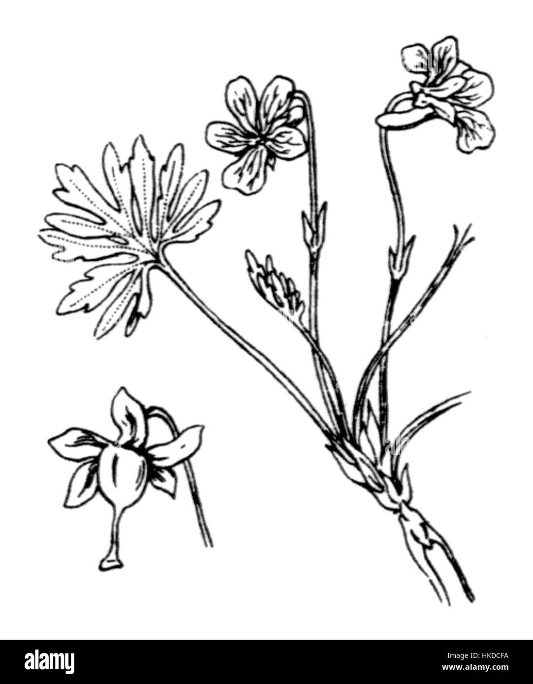 Viola pinnata (Coste 379) ist eine botanische Illustration, die eine Art Violett darstellt. Diese detaillierte Illustration konzentriert sich auf die Struktur und Schönheit der Blume und hebt ihre zarten Blütenblätter und ihre lebendige Farbe hervor. Stockfoto