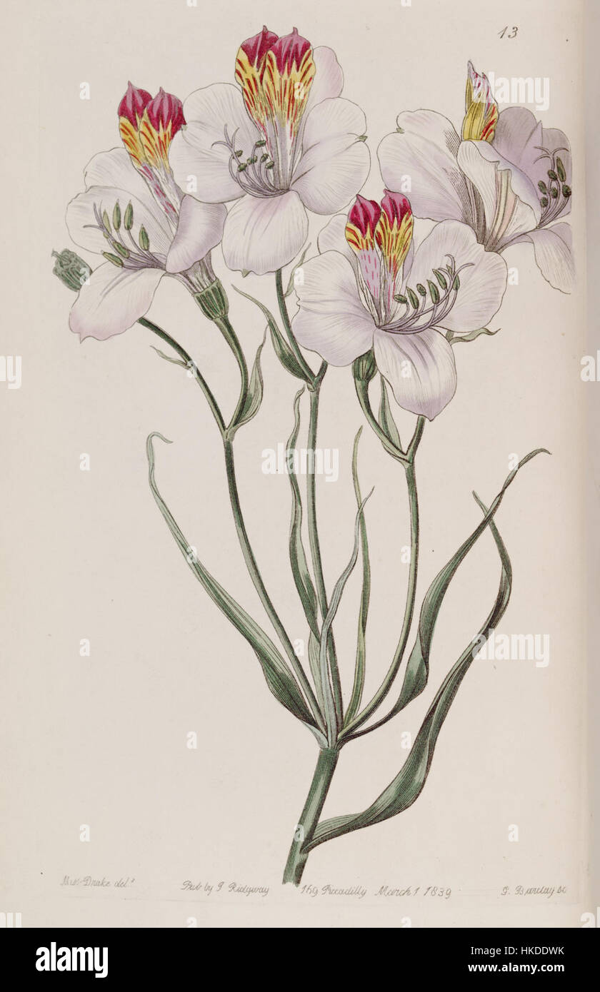 Diese botanische Illustration von Alstroemeria ligtu, veröffentlicht 1839, zeigt die zarten Merkmale dieser südamerikanischen Blume. Alstroemeria ligtu ist bekannt für seine leuchtenden Farben und wird als Zierpflanze weithin angebaut. Stockfoto