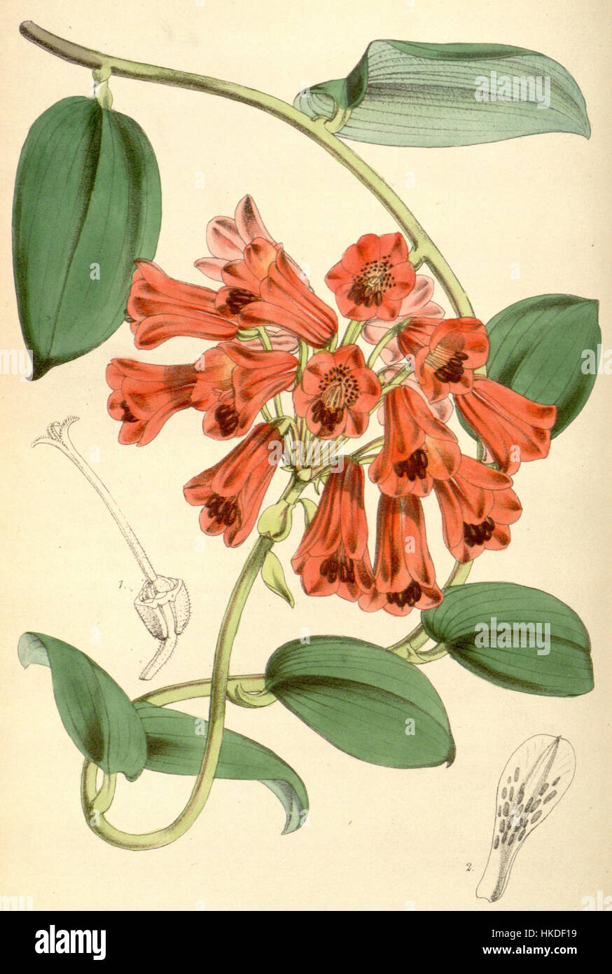 Bomarea Densiflora ist ein Ölgemälde der blühenden Pflanze aus der Gattung Bomarea. Dieses botanische Kunstwerk fängt die komplizierten Details der lebendigen Blumen der Pflanze ein und trägt zum Erbe der botanischen Kunst bei. Stockfoto
