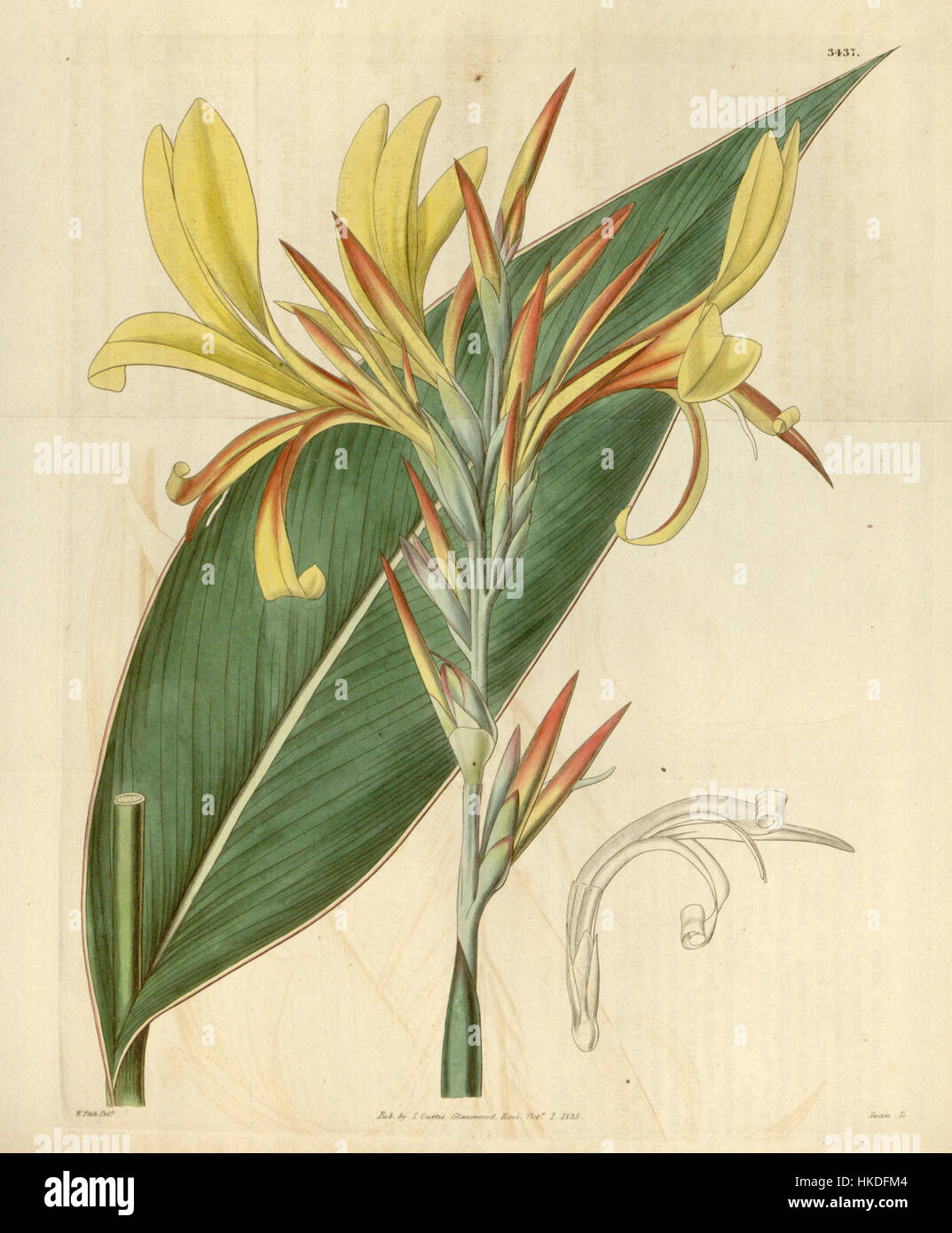 Diese botanische Illustration aus dem Jahr 1836 zeigt *Canna glauca* (var. rubrolutea), eine Art, die für ihre auffälligen Blüten bekannt ist und im *Botanical Magazine* vorgestellt wurde. Stockfoto
