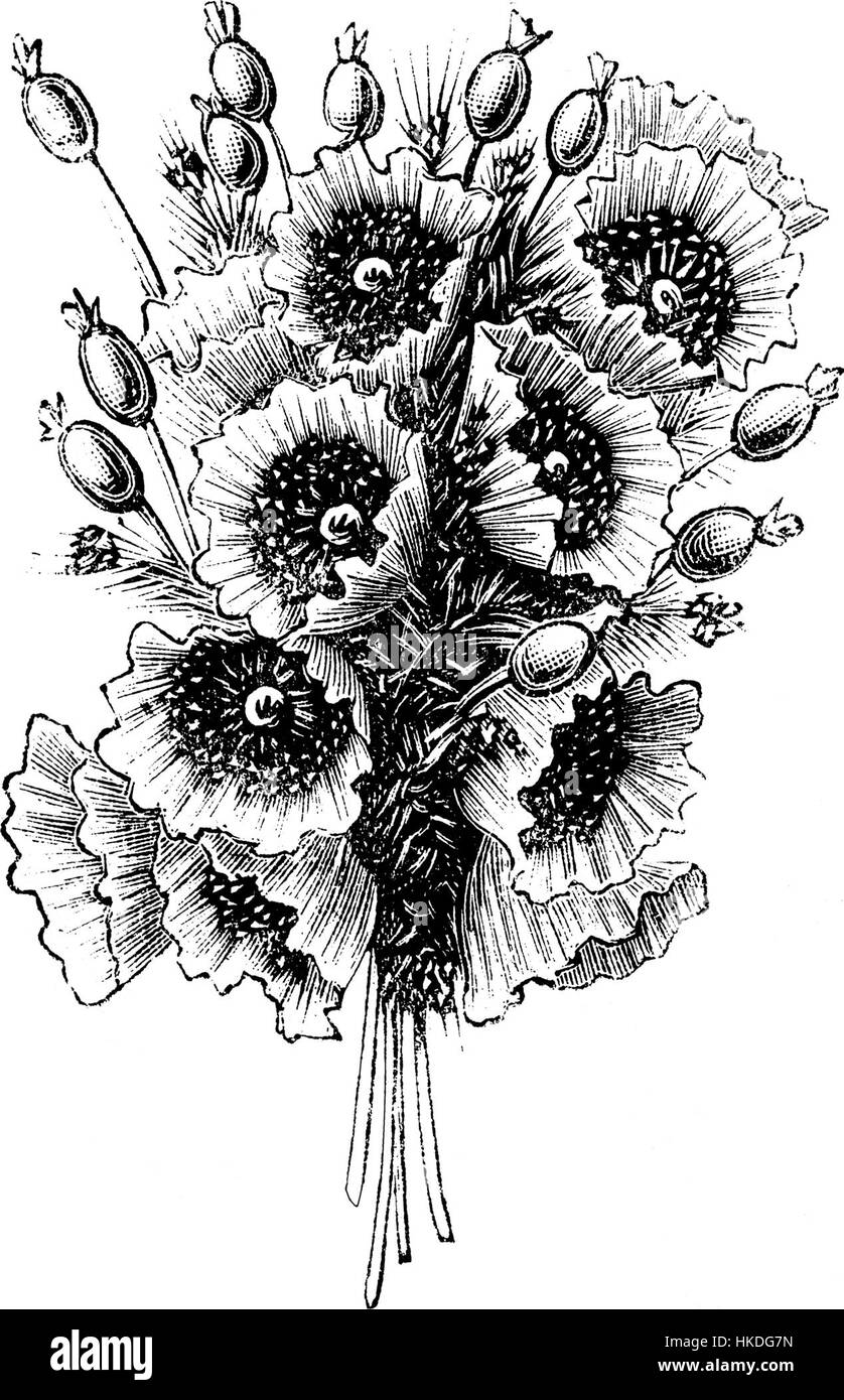 Ein Ölgemälde, das eine Flasche mit 12 Mohnblumen zeigt und die lebendigen Farben der Blumen einfängt. Das Stilleben spiegelt die Fähigkeit des Künstlers wider, natürliche Schönheit auf detailreiche und ausdrucksstarke Weise darzustellen. Stockfoto