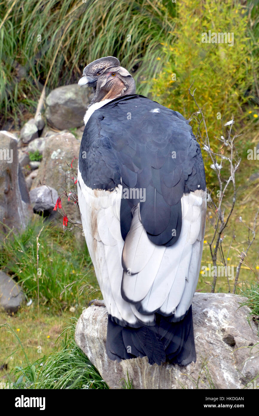 Andenkondor auf einem Felsen Stockfoto