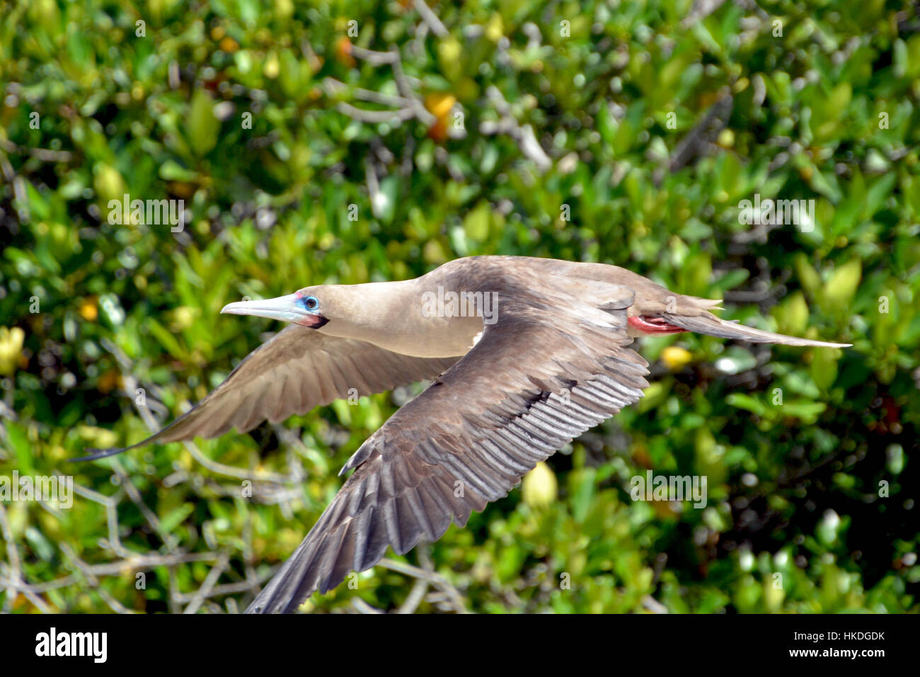 Red Footed Galapagos Booby Stockfoto