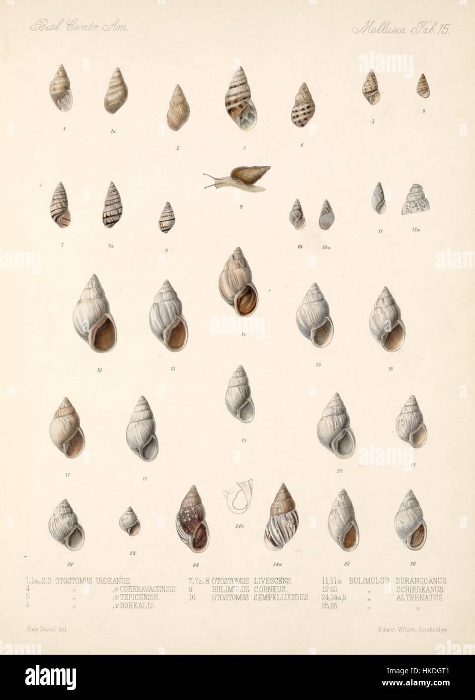 Das Gemälde von Eduard von Marten, das zwischen 1890 und 1901 entstanden ist, zeigt eine historische Szene oder ein Porträt, wobei der Künstler das Wesen der europäischen Kunstszene des späten 19. Jahrhunderts erfasst. Stockfoto