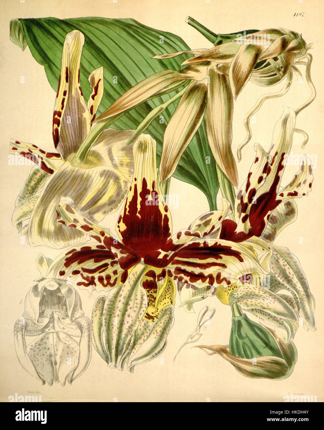 Diese botanische Illustration aus dem Jahr 1845 zeigt Stanhopea tigrina, eine Orchideenart. Die detaillierte Arbeit, die im *Curtis's Botanical Magazine* veröffentlicht wurde, unterstreicht die komplizierte Schönheit dieser exotischen Blume. Stockfoto