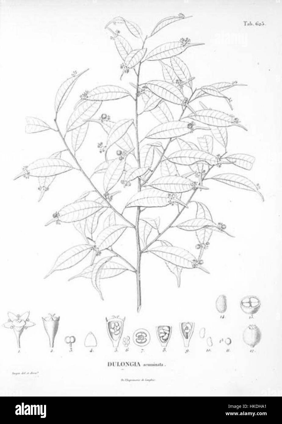 Ein Vintage-Gemälde von Phyllonoma ruscifolia, einer Art blühender Pflanze. Das Werk zeigt feine Details und komplizierte Pinselarbeiten, die einen historischen und antiken Stil widerspiegeln. Dieses Stück ist ein Paradebeispiel der Kunstfertigkeit aus einer vergangenen Zeit, mit Schwerpunkt auf natürlicher Schönheit und botanischer Illustration. Stockfoto