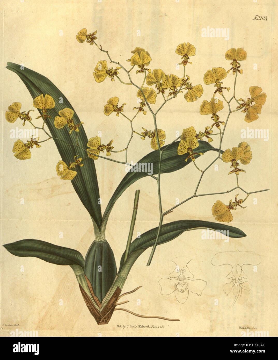 *Oncidium flexuosum* ist eine Orchideenart, die 1821 im Botanischen Magazin von Curtis dargestellt wurde. Dieses Gemälde ist für seine zarten Blumen und seine komplizierte Struktur bekannt und Teil des botanischen Vermächtnisses, das die Vielfalt der Orchideen zeigt. Stockfoto