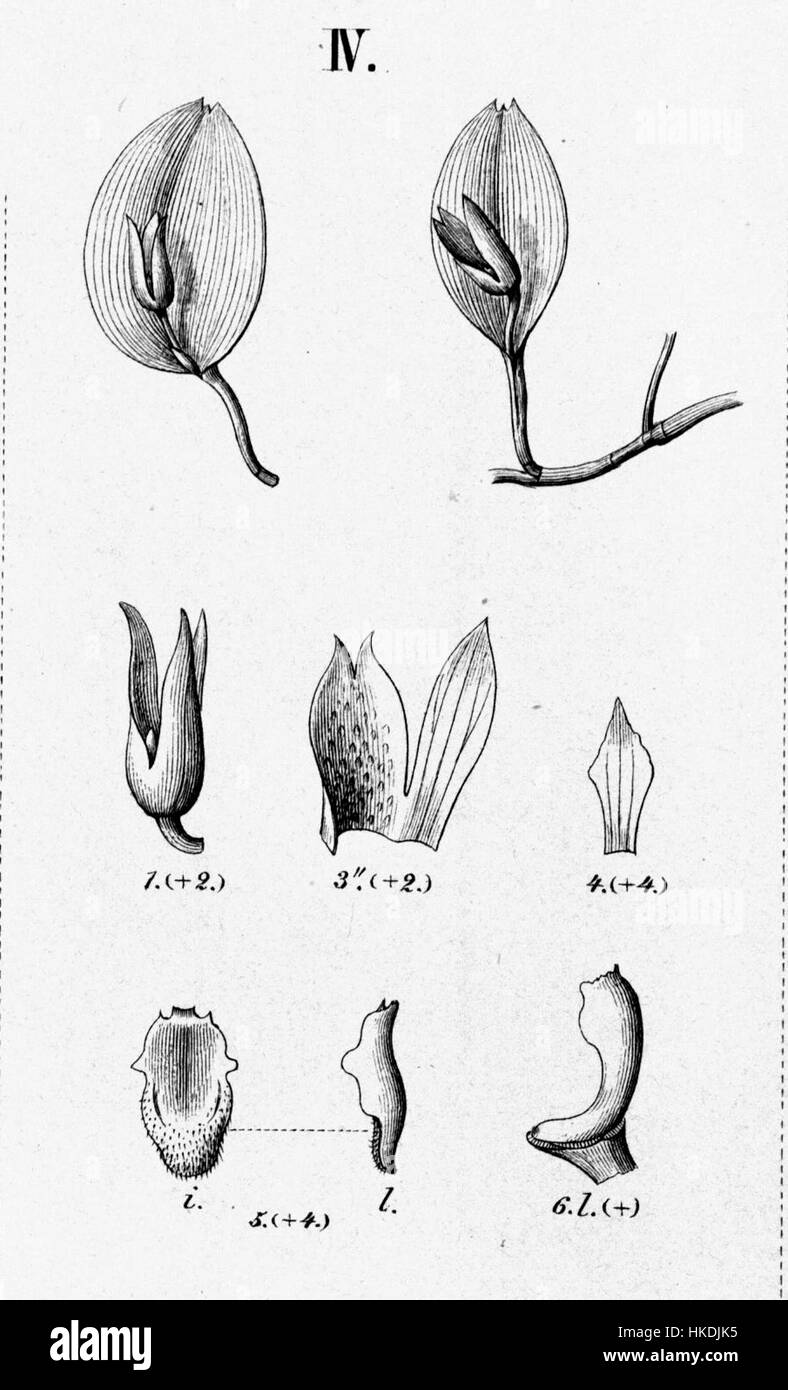 Die botanische Darstellung von Acianthera bidentula (ehemals Pleurothallis bidentula) zeigt detaillierte Merkmale dieser Orchideenart. Es ist Teil der Sammlung Flora brasiliensis und trägt zur Erforschung der südamerikanischen Flora bei. Stockfoto