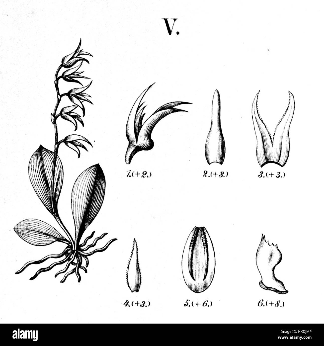 Anathallis ferdinandiana, früher bekannt als Pleurothallis johannensis, eine brasilianische Orchideenart, die im Regenwald beheimatet ist, illustriert in Flora Brasiliensis, um ihre botanischen Eigenschaften zu zeigen. Stockfoto