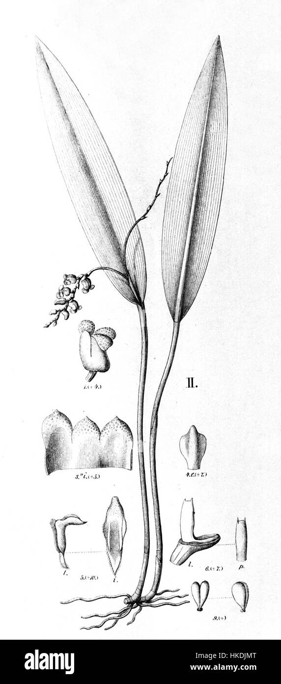 Diese botanische Illustration zeigt Acianthera parahybunensis, früher bekannt als Physosiphon parahybunensis, aus Flora brasiliensis. Die detaillierte Zeichnung zeigt die einzigartigen Eigenschaften der Pflanze und ihren Platz in der brasilianischen Flora. Stockfoto