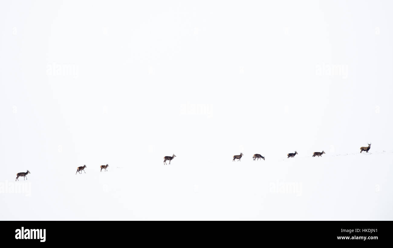 Rothirsch (Cervus Elaphus) Wandern im Schnee, Schneelandschaft, Schottisches Hochland, Schottland, Vereinigtes Königreich Stockfoto