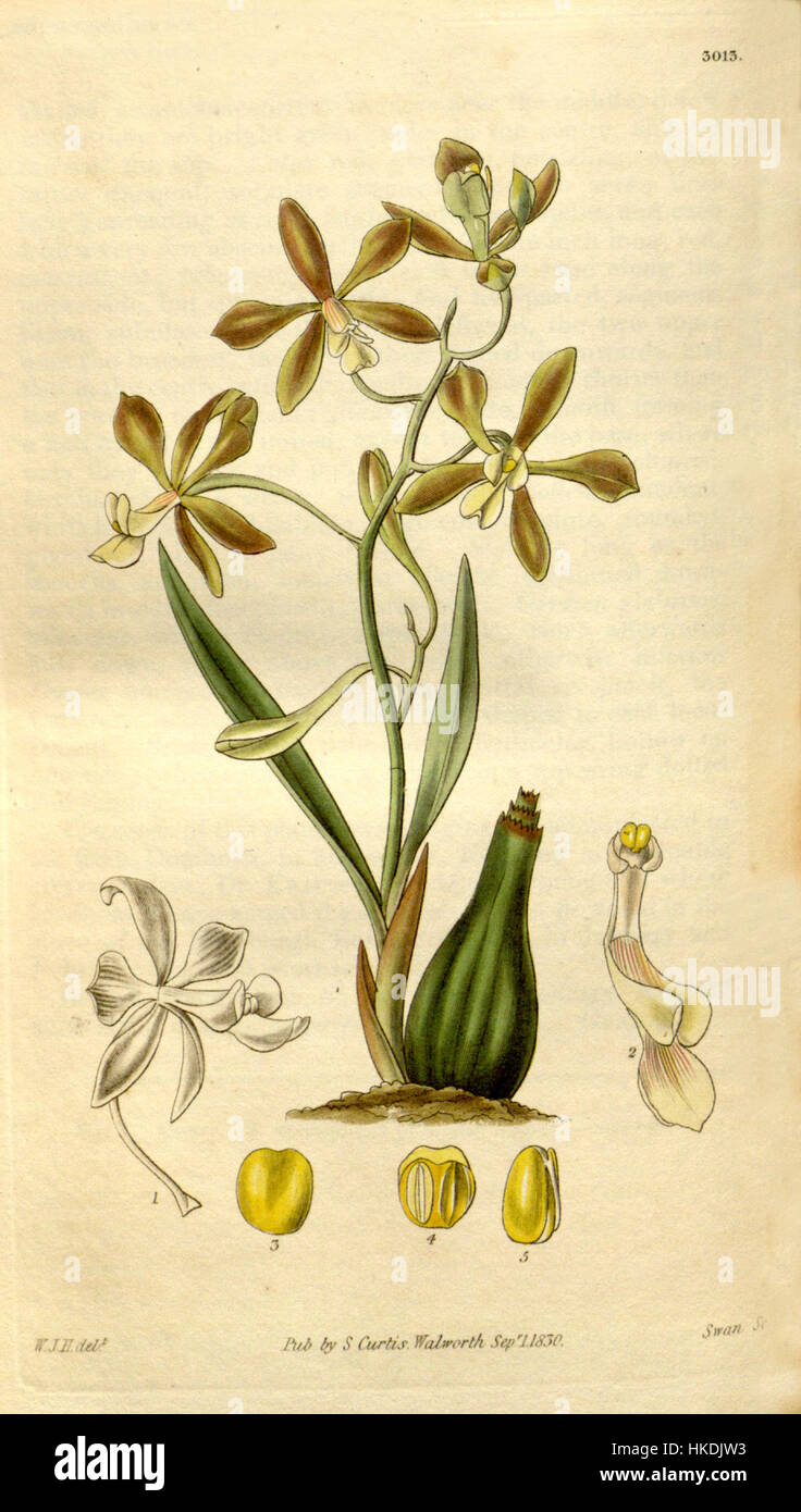 Diese botanische Illustration aus dem Jahr 1830 zeigt Encyclia patens, eine Orchideenart. Die detaillierte Zeichnung zeigt Struktur, Farben und komplizierte Details der Blume, was sie zu einer wertvollen historischen Referenz in den botanischen Studien macht. Stockfoto