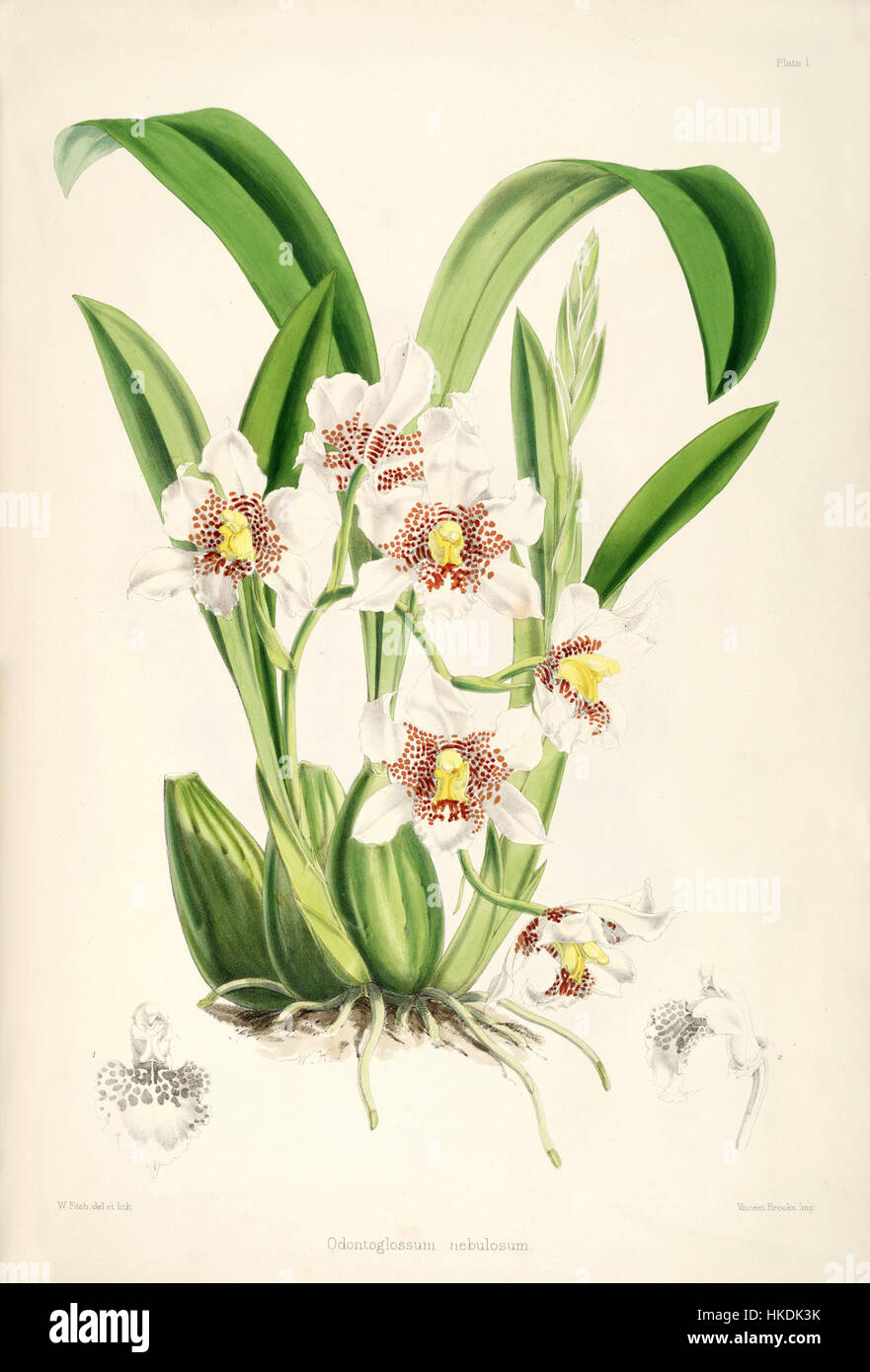 Das Gemälde 'Rhynchostele aptera (als Odontoglossum nebulosum) pl. 1' aus „A Monograph of Odontoglossum“ von Bateman ist eine botanische Illustration einer bestimmten Orchideenart. Das Werk beschreibt die komplizierte Struktur der Blume und zeigt die zarten Merkmale von Rhynchostele aptera, früher bekannt als Odontoglossum nebulosum, mit wissenschaftlicher Genauigkeit. Stockfoto