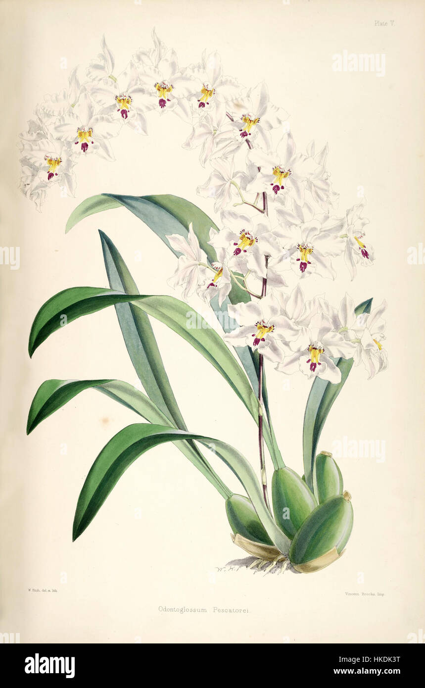 Dieses botanische Kunstwerk von Bateman zeigt die Odontoglossum nobile Orchidee, die ihre zarte Schönheit zeigt. Das Stück ist Teil einer botanischen Studie, die in „A Monograph of the Odontoglossum“ veröffentlicht wurde und sich auf Orchideenarten konzentriert. Stockfoto