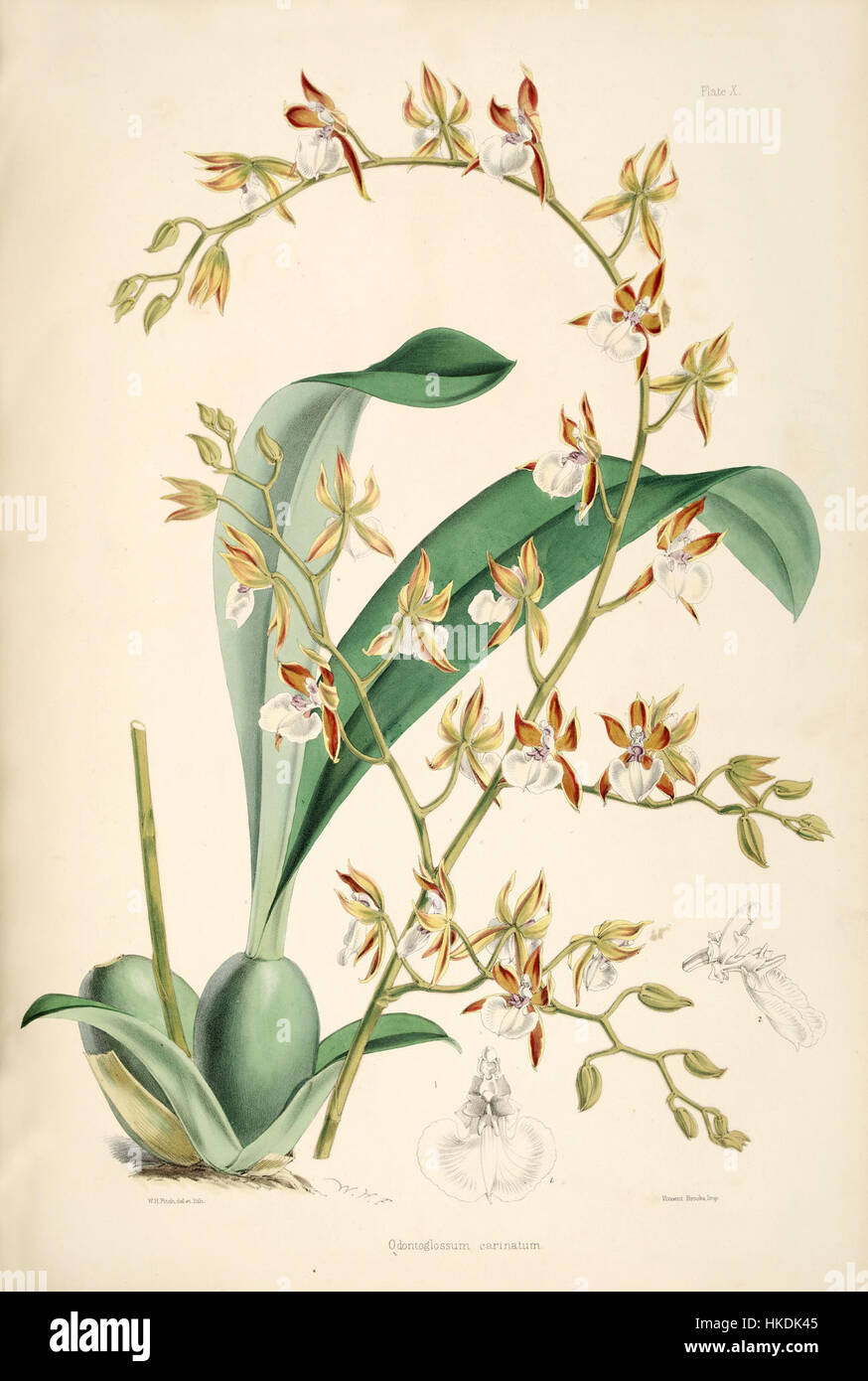 Dieser botanische Druck zeigt Miltonioides carinifera, eine Orchideenart, die ursprünglich als Odontoglossum cariniferum klassifiziert wurde. Die detaillierte Abbildung von Bateman zeigt die unverwechselbare Blütenstruktur und die botanische Genauigkeit der Art. Stockfoto