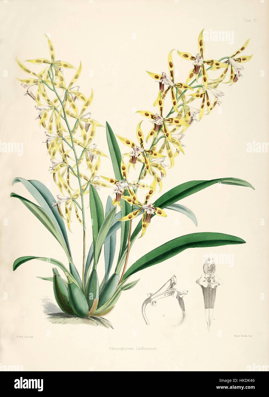Dieses Kunstwerk zeigt Odontoglossum lindleyanum, eine Orchideenart, die für ihr auffälliges Aussehen bekannt ist. Das Gemälde betont die zarte Struktur und die komplizierten Muster der Orchidee und zeigt die Aufmerksamkeit des Künstlers auf botanische Details. Stockfoto