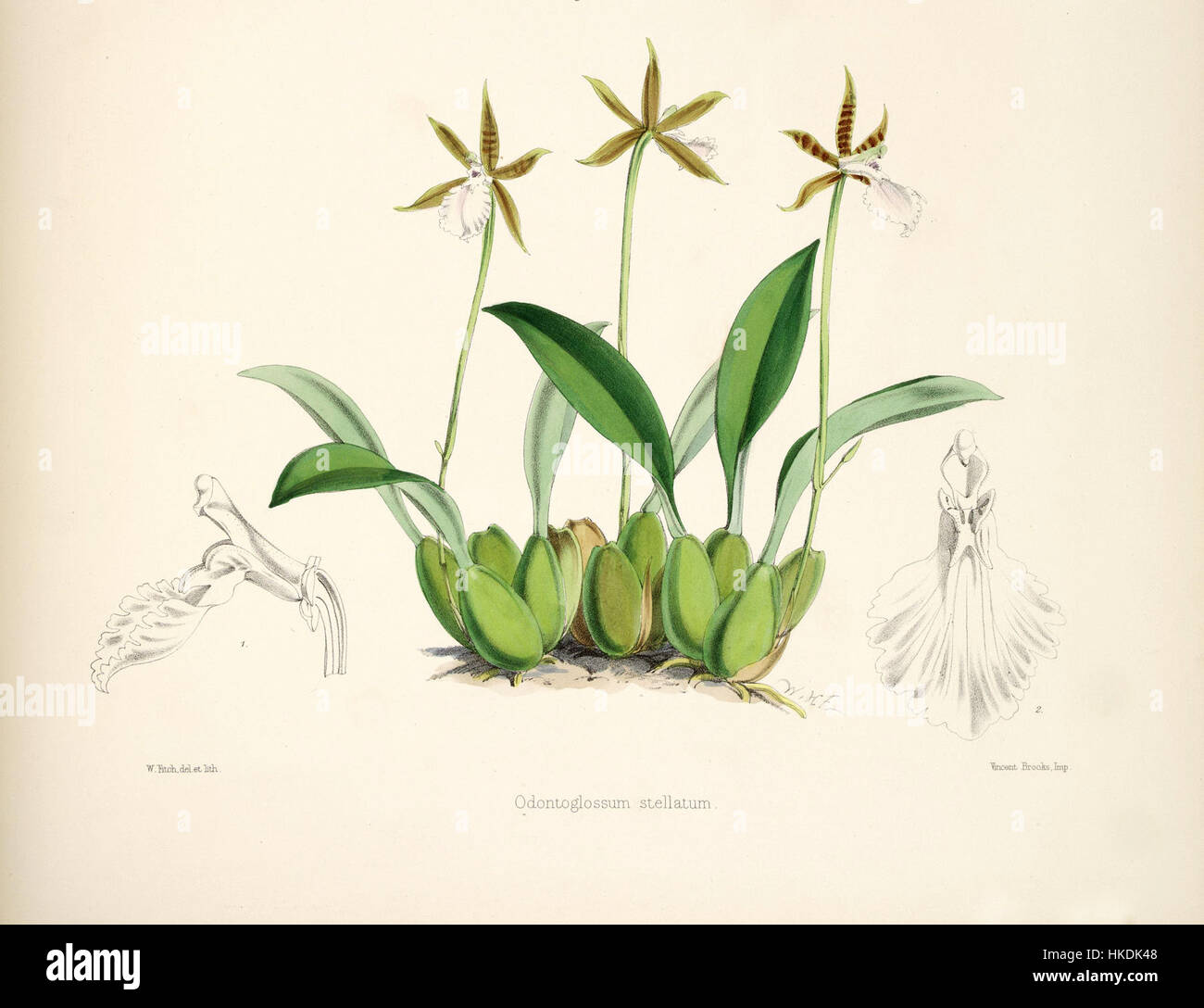 Diese botanische Illustration zeigt „Rhynchostele stellata“ (früher als „Odontoglossum stellatum“ klassifiziert), die auf Platte 13 von Batemans „Monografie des Odontoglossum“ präsentiert wurde. Das Stück betont die komplizierte Schönheit und wissenschaftliche Klassifizierung der Orchidee. Stockfoto