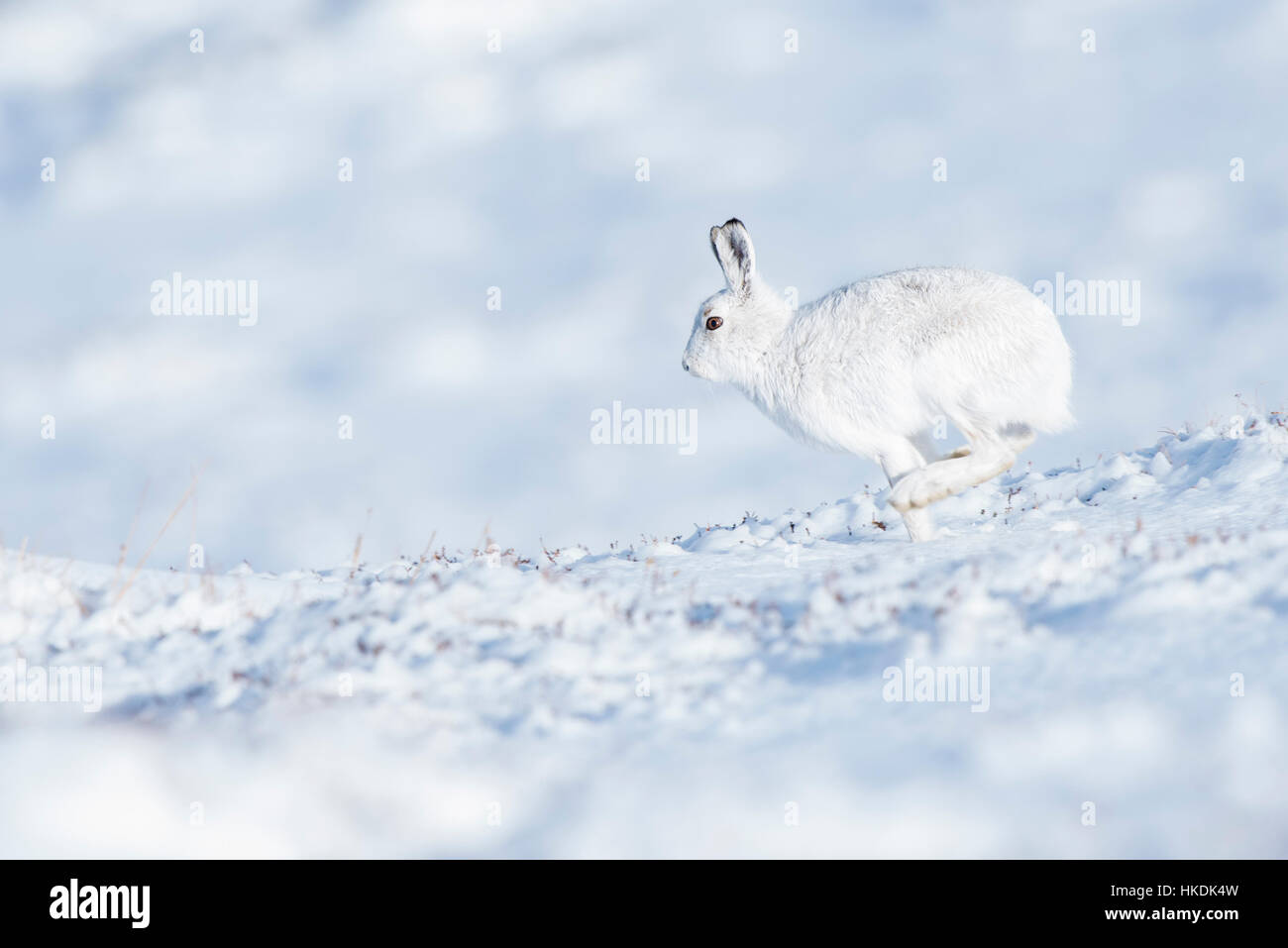 Schneehase (Lepus Timidus) in den Schnee, Cairngorms National Park, Schottisches Hochland, Schottland, Vereinigtes Königreich Stockfoto