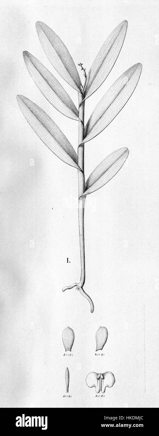 Diese botanische Illustration von FL. Br. 3 5 30 zeigt die Art Epidendrum henschenii, ein Mitglied der Orchideenfamilie, mit einer detaillierten Darstellung ihrer Blüten und Blätter. Stockfoto