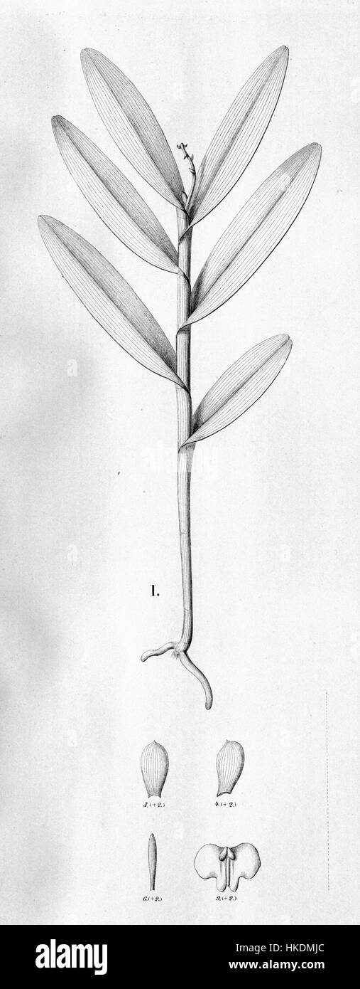 Epidendrum Henschenii Abb. Schneide ich aus Fl.Br.3 5 30 Stockfoto