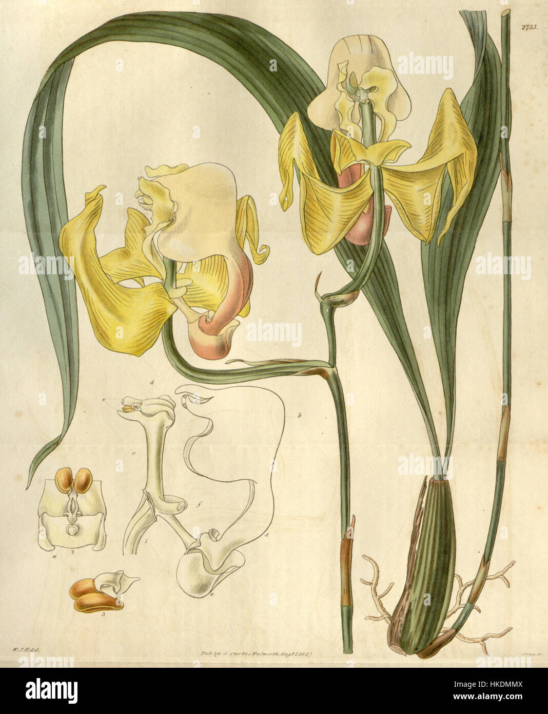 Diese botanische Illustration von Coryanthes speciosa aus dem Jahr 1844, früher bekannt als Gongora speciosa, zeigt die einzigartigen Eigenschaften der Orchideenart. Die von Curtis geschaffene Illustration fängt die komplizierten Details der Struktur und Färbung der Blume ein und macht sie zu einem wichtigen historischen Stück in der Erforschung der botanischen Kunst und Orchideenklassifizierung. Stockfoto