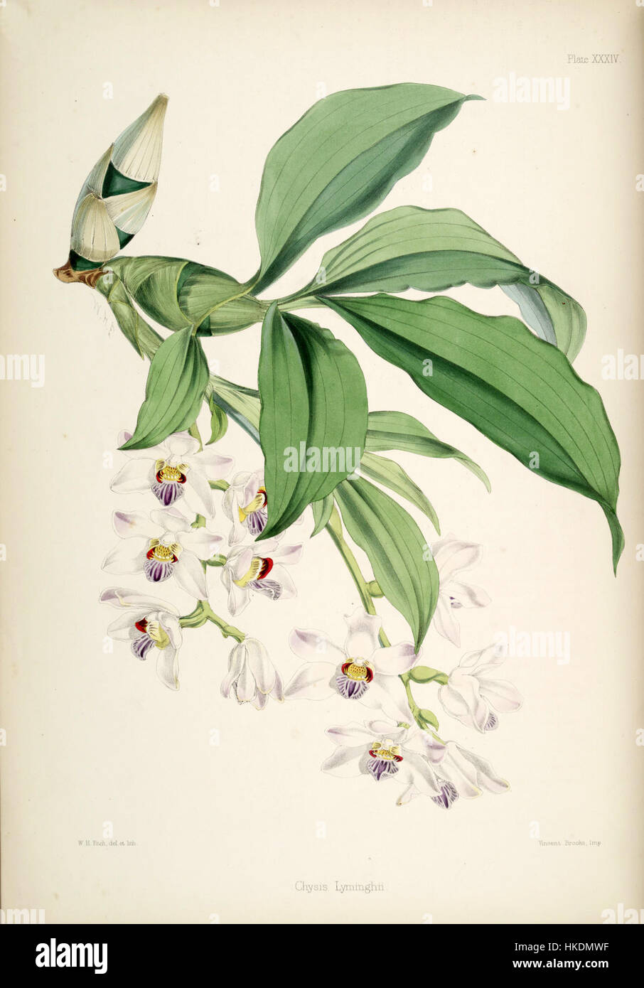 Chysis bractescens, eine Orchideenart, wird in der botanischen Kunst von verschiedenen Künstlern dargestellt. Das Gemälde zeigt die zarten Merkmale dieser seltenen Blume, die oft in botanischen Studien verwendet und in Galerien als Teil von Kunstsammlungen mit Pflanzenmotiven ausgestellt wird. Stockfoto
