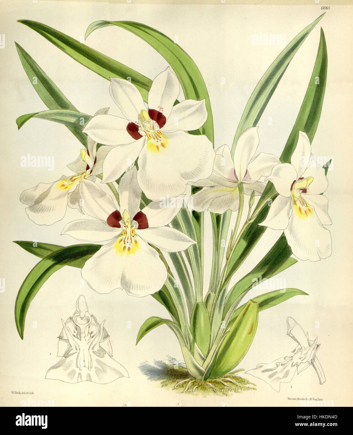 Eine Illustration der Orchideenart Miltoniopsis roezlii, früher als Odontoglossum roezlii klassifiziert, aus Curtis' Botanical Magazine, Band 100, Serie 3, Platte 6085, datiert 1874. Dieses botanische Kunstwerk zeigt die Arten in lebendigen Details. Stockfoto