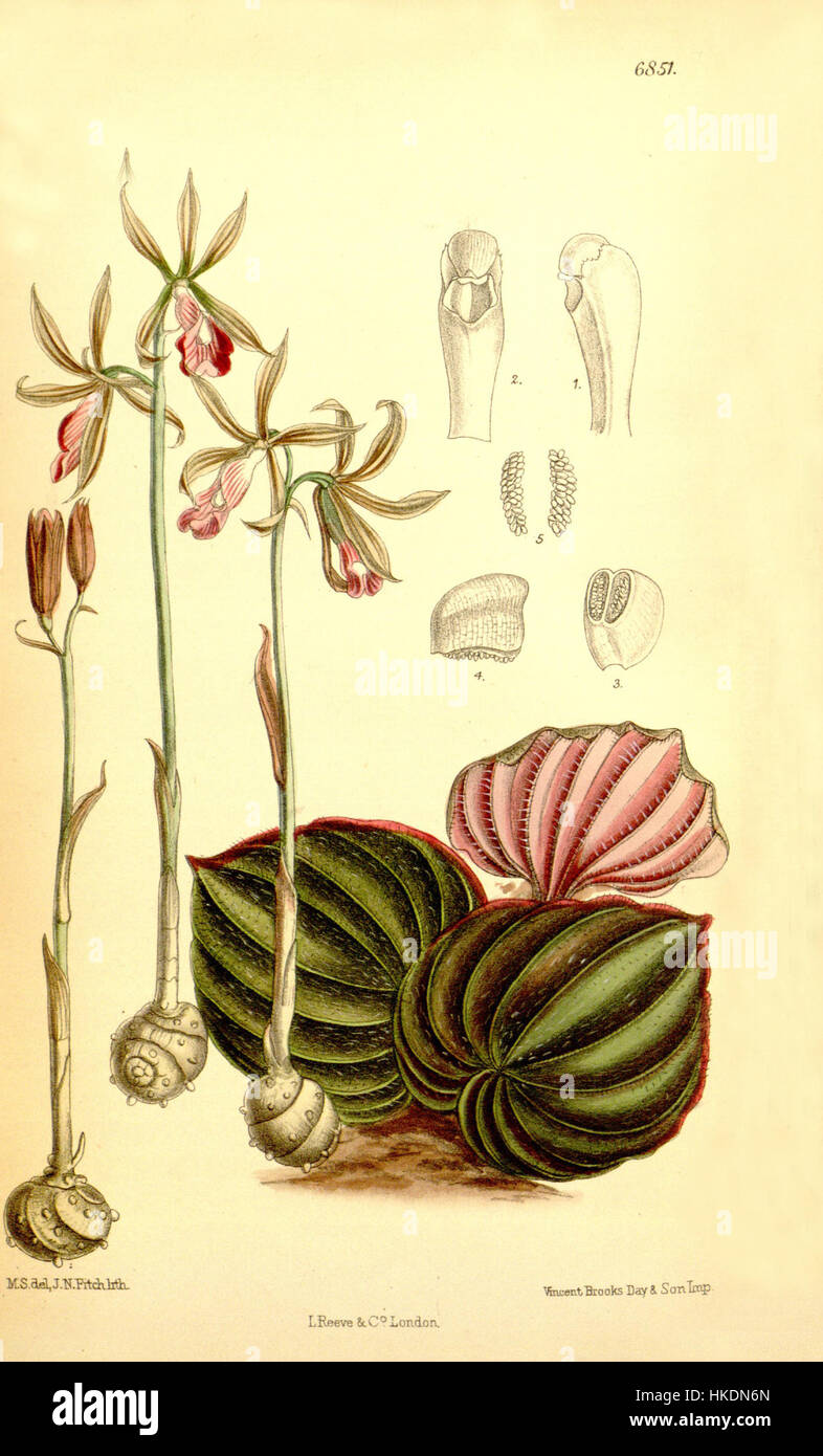 Diese botanische Illustration, „Nervilia plicata“, früher bekannt als „Pogonia pulchella“, zeigt die komplizierten Merkmale der Orchideenart. Die Publikation von 1885 zeigt die empfindliche Struktur der Anlage. Stockfoto